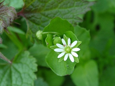 Un fiore per le ragazze del forum ...